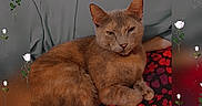 Zara Mae is registered to the contest to win money with this photo: animal, black, blanket, cat, cozy, cute, feline, floral_overlay, fur, gray, indoor, patterned, pet, pillow, red, relaxed, resting, rose, sleepy, whiskers