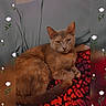 animal, black, blanket, cat, cozy, cute, feline, floral_overlay, fur, gray, indoor, patterned, pet, pillow, red, relaxed, resting, rose, sleepy, whiskers