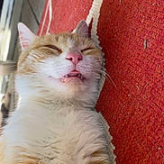 Wade joined the competition — help win amazing prizes! cat, close_up, cozy, ears, funny_expression, fur, indoor, lying_down, napping, orange_cat, pet, pink_nose, portrait, red_rug, relaxed, sleeping, striped_fur, teeth, whiskers, white_cat