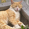 Wade joined the competition — help win amazing prizes! animal, cat, close_up, deck, fluffy, garden, greenery, leaves, orange_cat, outdoor, peaceful, pet, pink_nose, portrait, relaxed, sleeping, soil, whiskers, white_fur, wooden_surface