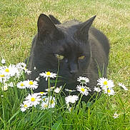 Mimi participe au concours pour gagner de l'argent avec cette photo : animal, black_cat, cat, closeup, daisies, flora, flowers, garden, grass, greenery, mammal, nature, outdoor, pet, plant, relaxed, spring, summer, wildlife, yellow_eyes