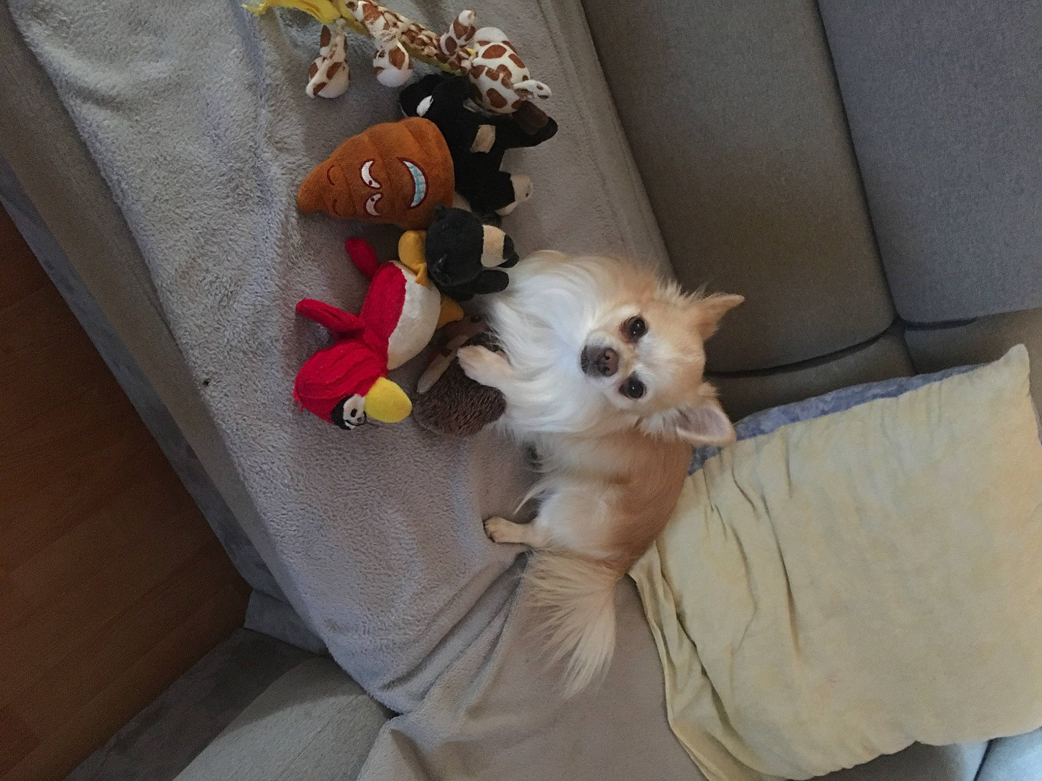 Looki participe au concours pour gagner de l'argent avec cette photo : bag, canidae, carnivore, chihuahua, comfort, companion_dog, couch, dog, dog_breed, dog_supply, fawn, felidae, fur, linens, stuffed_toy, textile, toy, toy_dog, whiskers, working_animal