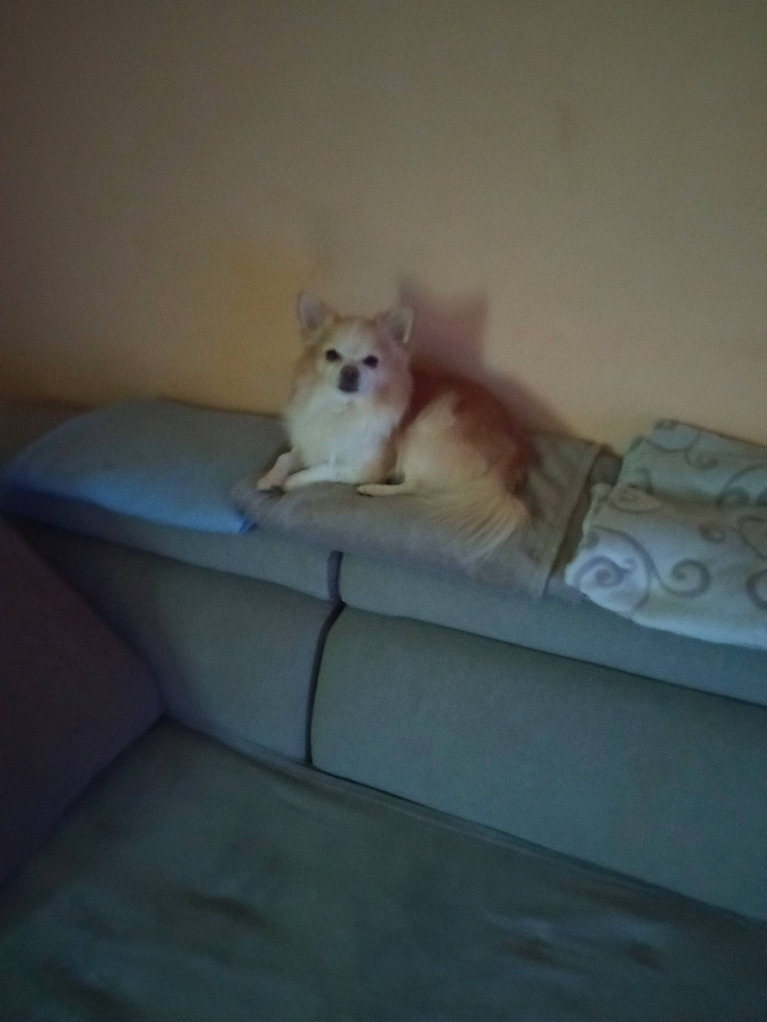 Looki participe au concours pour gagner de l'argent avec cette photo : canidae, carnivore, comfort, companion_dog, dog, dog_breed, fawn, felidae, floor, flooring, german_spitz, german_spitz_mittel, hardwood, small_to_medium_sized_cats, spitz, sporting_group, tail, toy_dog, whiskers, wood