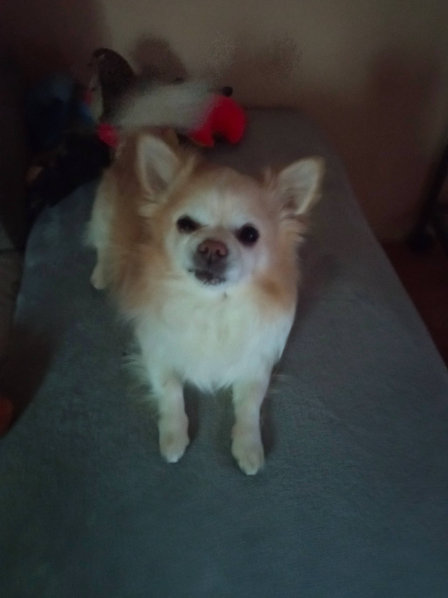 Looki participe au concours pour gagner de l'argent avec cette photo : canidae, carnivore, companion_dog, corgi_chihuahua, dog, dog_breed, dog_supply, fawn, fur, maltepoo, non_sporting_group, paw, snout, spitz, sporting_group, tail, terrestrial_animal, toy_dog, whiskers, working_animal