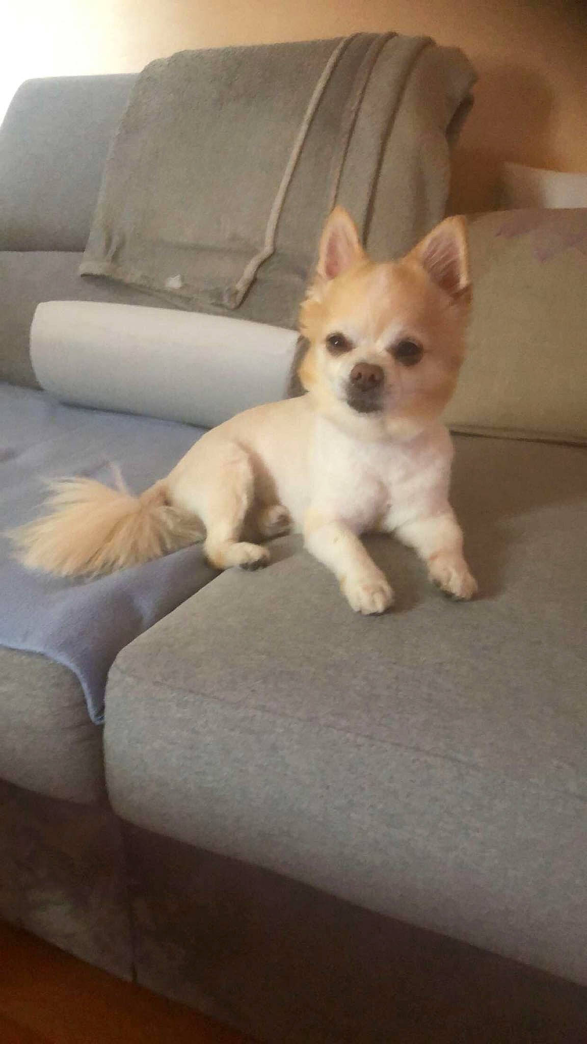 Looki participe au concours pour gagner de l'argent avec cette photo : canidae, carnivore, chihuahua, comfort, companion_dog, couch, dog, dog_breed, fawn, flooring, fur, paw, puppy, snout, sporting_group, tail, terrestrial_animal, toy_dog, whiskers, working_animal