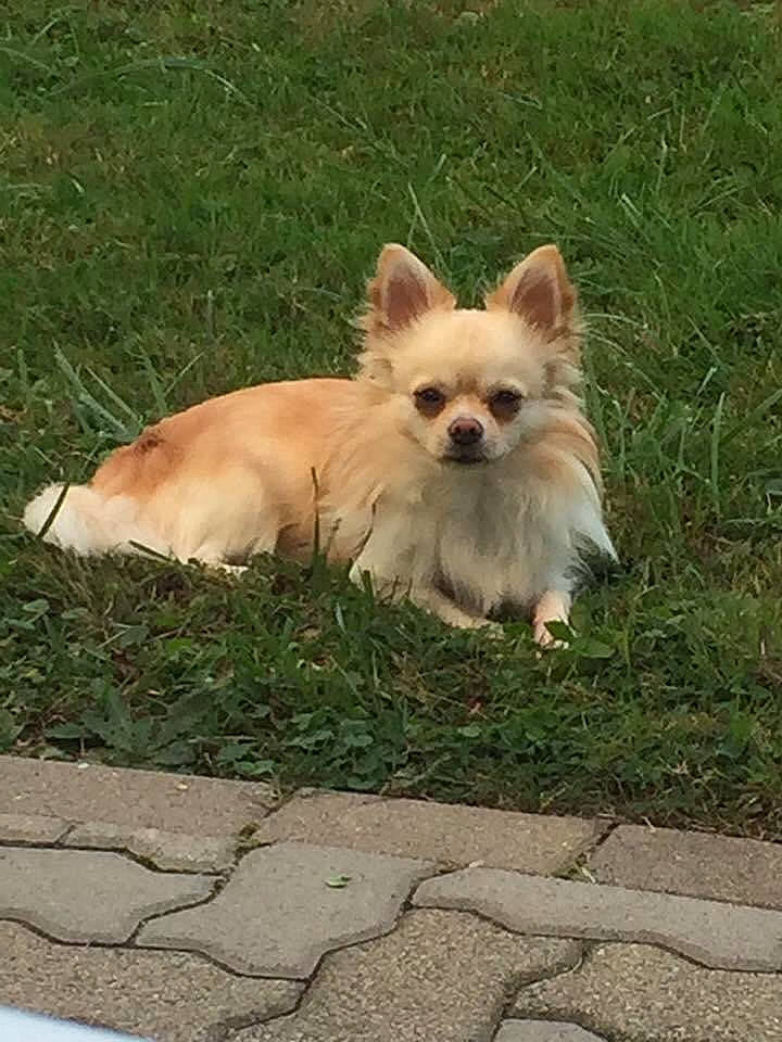 Looki a rejoint le concours — aidez-le/la à gagner de superbes lots ! canidae, carnivore, chihuahua, companion_dog, corgi_chihuahua, dog, dog_breed, dog_supply, fawn, fur, grass, plant, small_terrier, snout, sporting_group, tail, terrestrial_animal, toy_dog, whiskers, working_animal