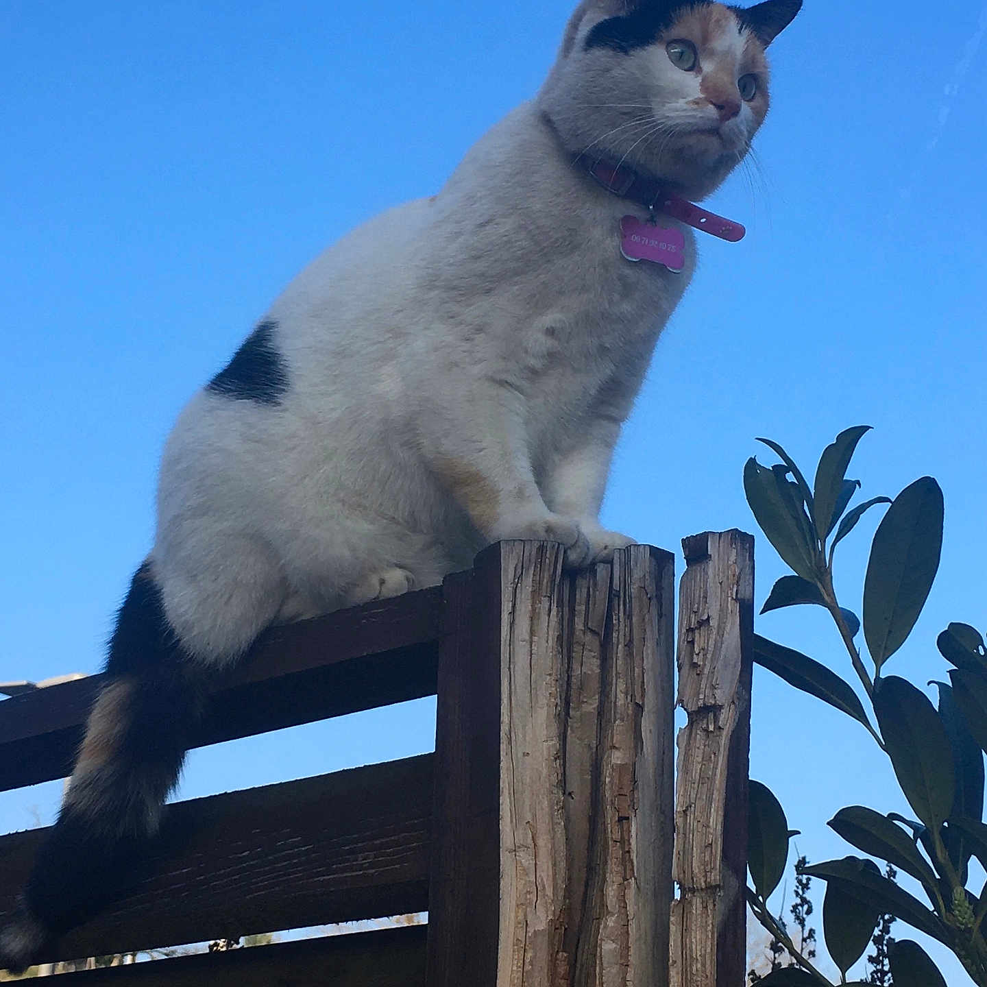 Leïa