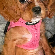 Ruby is registered to the contest to win money with this photo: dog, puppy, pet, small_breed, pink_harness, close_up, portrait, brown_fur, big_eyes, ears, nose, whiskers, paws, belly, indoors, human_arm, sitting, collar, cute, companion