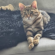 Kratos a rejoint le concours — aidez-le/la à gagner de superbes lots ! cat, tabby_cat, pet, animal, feline, couch, furniture, indoor, resting, relaxed, fur, whiskers, paws, ears, eyes, striped, cozy, blanket, domestic_animal, cute