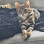 cat, tabby_cat, pet, animal, feline, couch, furniture, indoor, resting, relaxed, fur, whiskers, paws, ears, eyes, striped, cozy, blanket, domestic_animal, cute