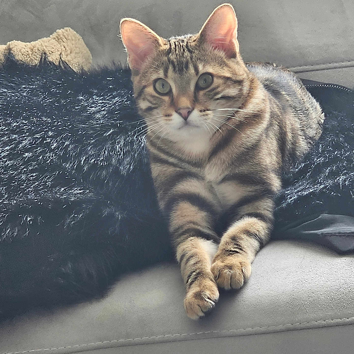 Kratos a rejoint le concours — aidez-le/la à gagner de superbes lots ! animal, blanket, cat, couch, cozy, cute, domestic_animal, ears, eyes, feline, fur, furniture, indoor, paws, pet, relaxed, resting, striped, tabby_cat, whiskers