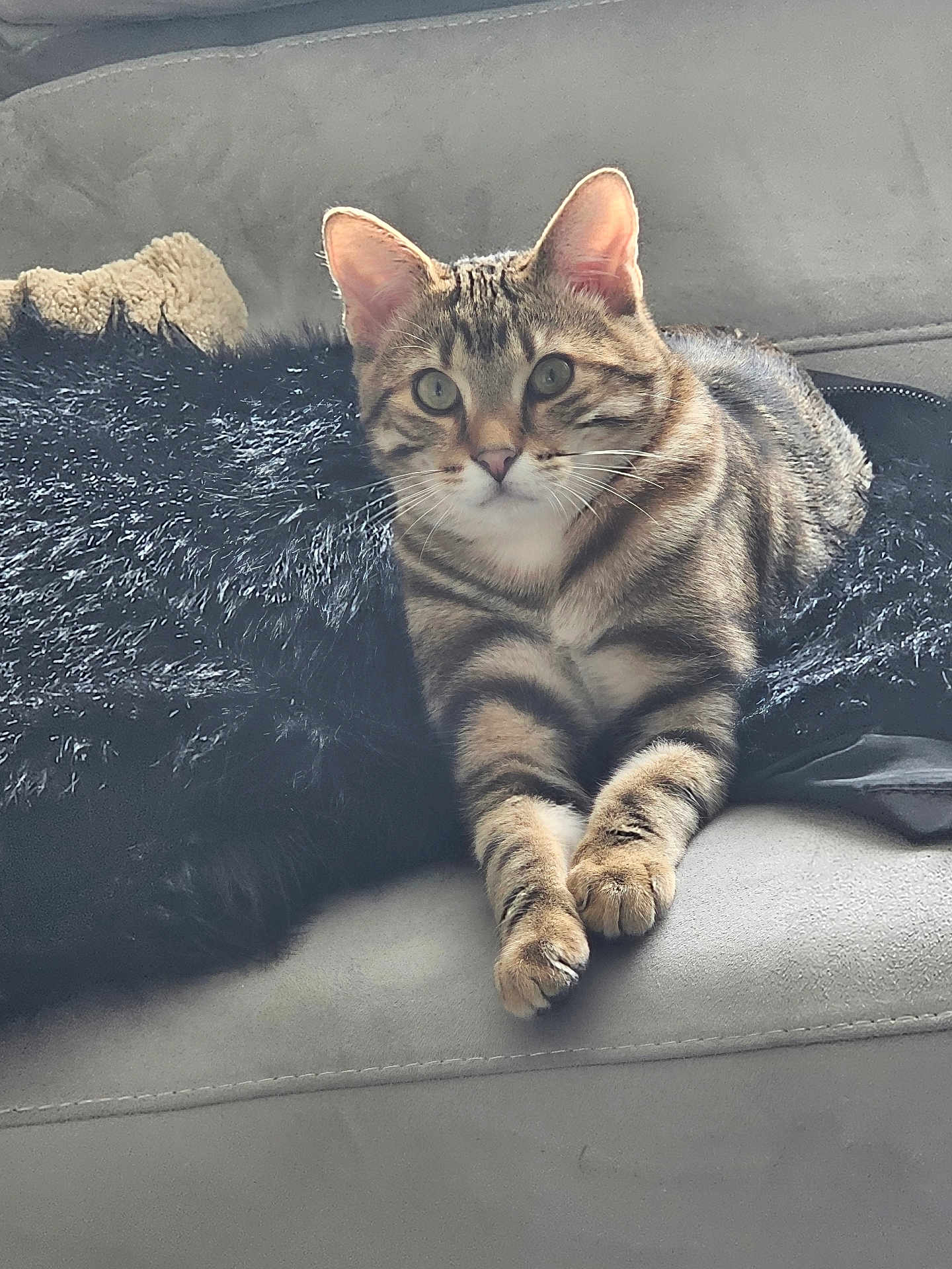 Kratos a rejoint le concours — aidez-le/la à gagner de superbes lots ! cat, tabby_cat, pet, animal, feline, couch, furniture, indoor, resting, relaxed, fur, whiskers, paws, ears, eyes, striped, cozy, blanket, domestic_animal, cute