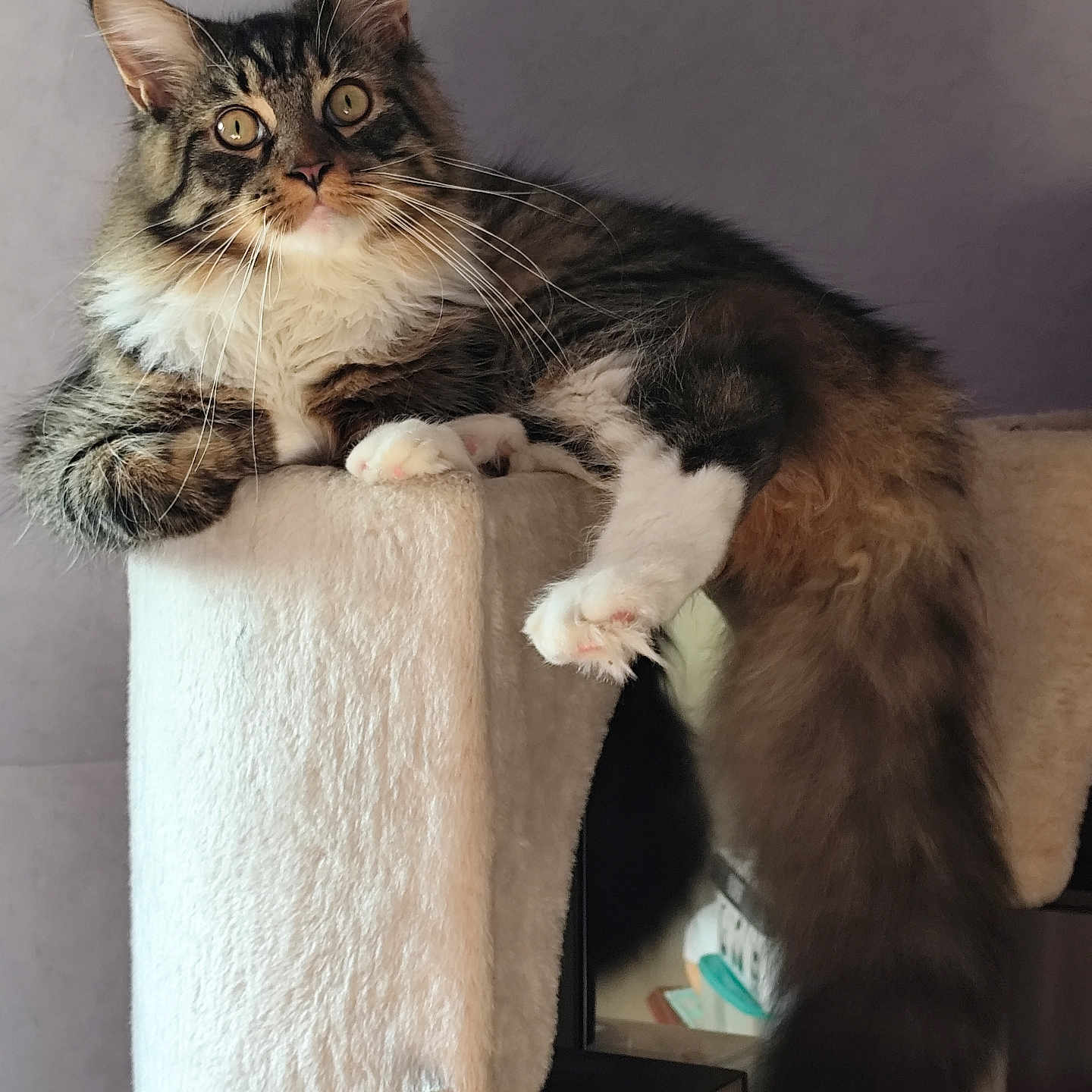 Romeo a rejoint le concours — aidez-le/la à gagner de superbes lots ! animal, cat, cat_tree, closeup, curious, cute, domestic_cat, ears, feline, fluffy, fur, indoor, looking, paws, pet, portrait, relaxed, resting, tail, whiskers