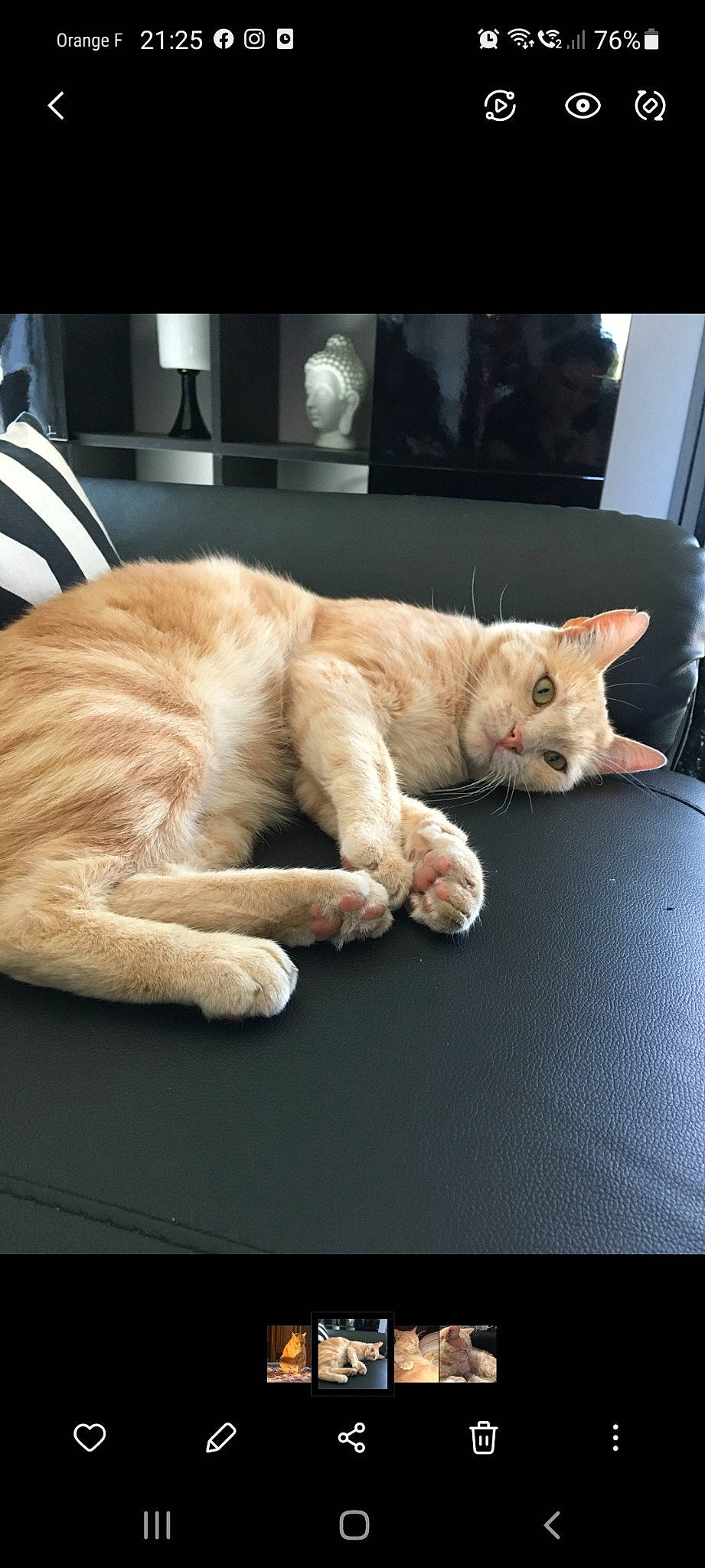 Patapouf participe au concours pour gagner de l'argent avec cette photo : canidae, carnivore, cat, claw, comfort, domestic_short_haired_cat, fawn, felidae, foot, fur, human_leg, nap, paw, sitting, small_to_medium_sized_cats, snout, tail, whiskers, window, wood