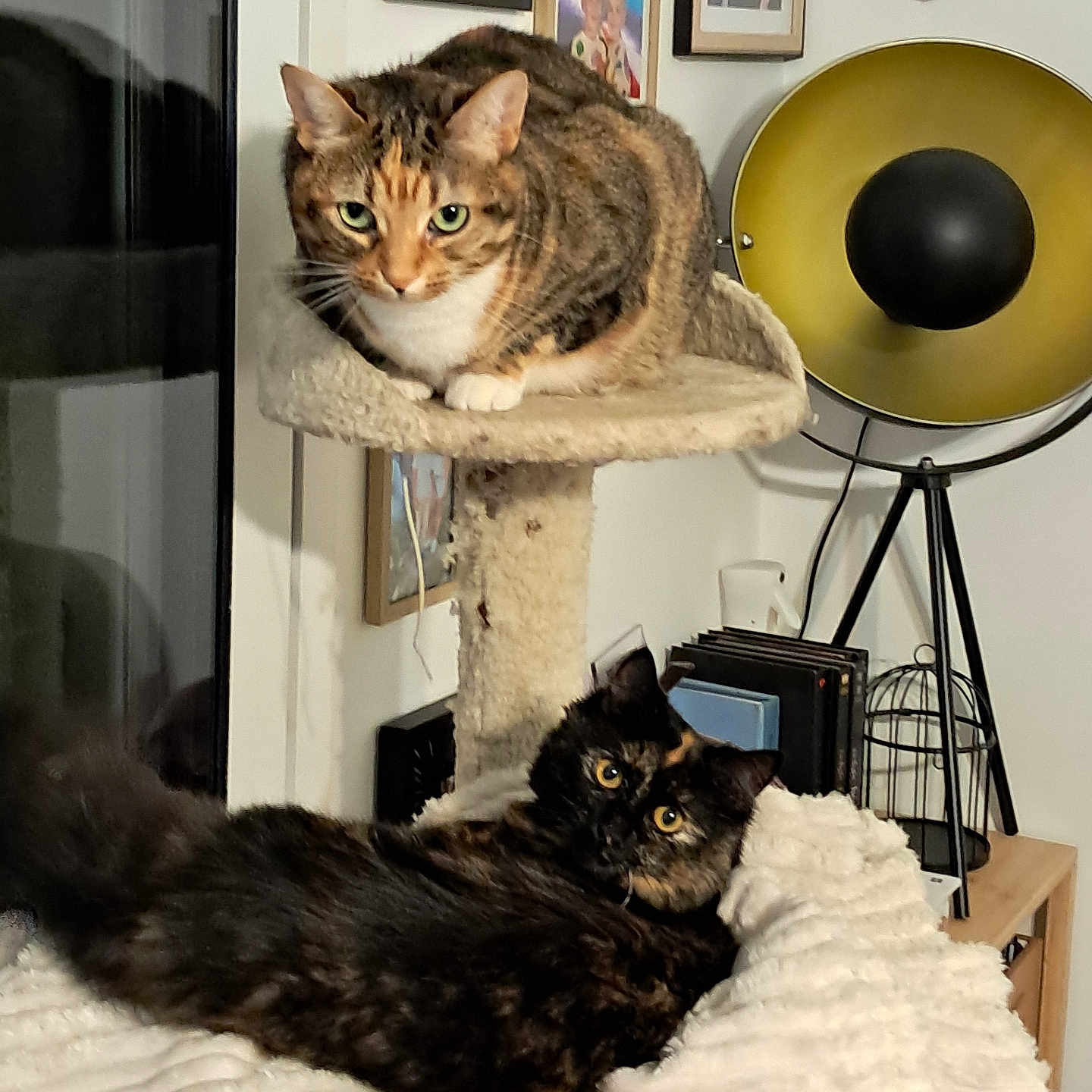 Frimousse Et Zaya a rejoint le concours — aidez-le/la à gagner de superbes lots ! animal, architecture, building, cat, computer, couch, electronics, face, furniture, head, indoors, lamp, laptop, livingroom, manx, person, pet, room, shelf, wood