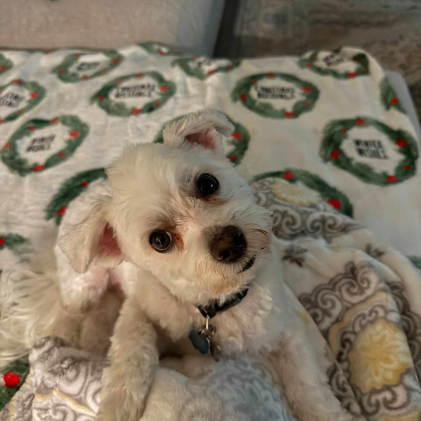 Boomer Respeto joined the competition — help win amazing prizes! animal, blanket, collar, companion, cozy, curious, cute, dog, fluffy, head_tilt, indoor, living_room, patterned_blanket, pet, remote_control, resting, sofa, tag, white_dog, wreath_pattern