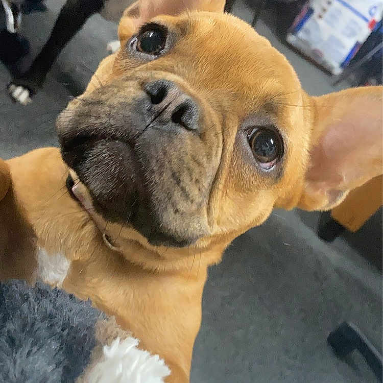 Lola is registered to the contest to win money with this photo: animal, bostonbull, boxer, bulldog, canine, dog, frenchbulldog, hound, person, pet, pitbull, pug, puppy, sleeping, snout, whitedog