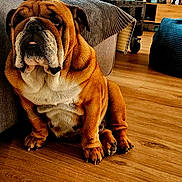 Romy a rejoint le concours — aidez-le/la à gagner de superbes lots ! animal, brown_dog, bulldog, cat, cat_tree, couch, cozy, curtains, dog, floor, furniture, home, indoor, living_room, pet, relaxed, resting, television, window, wood_floor