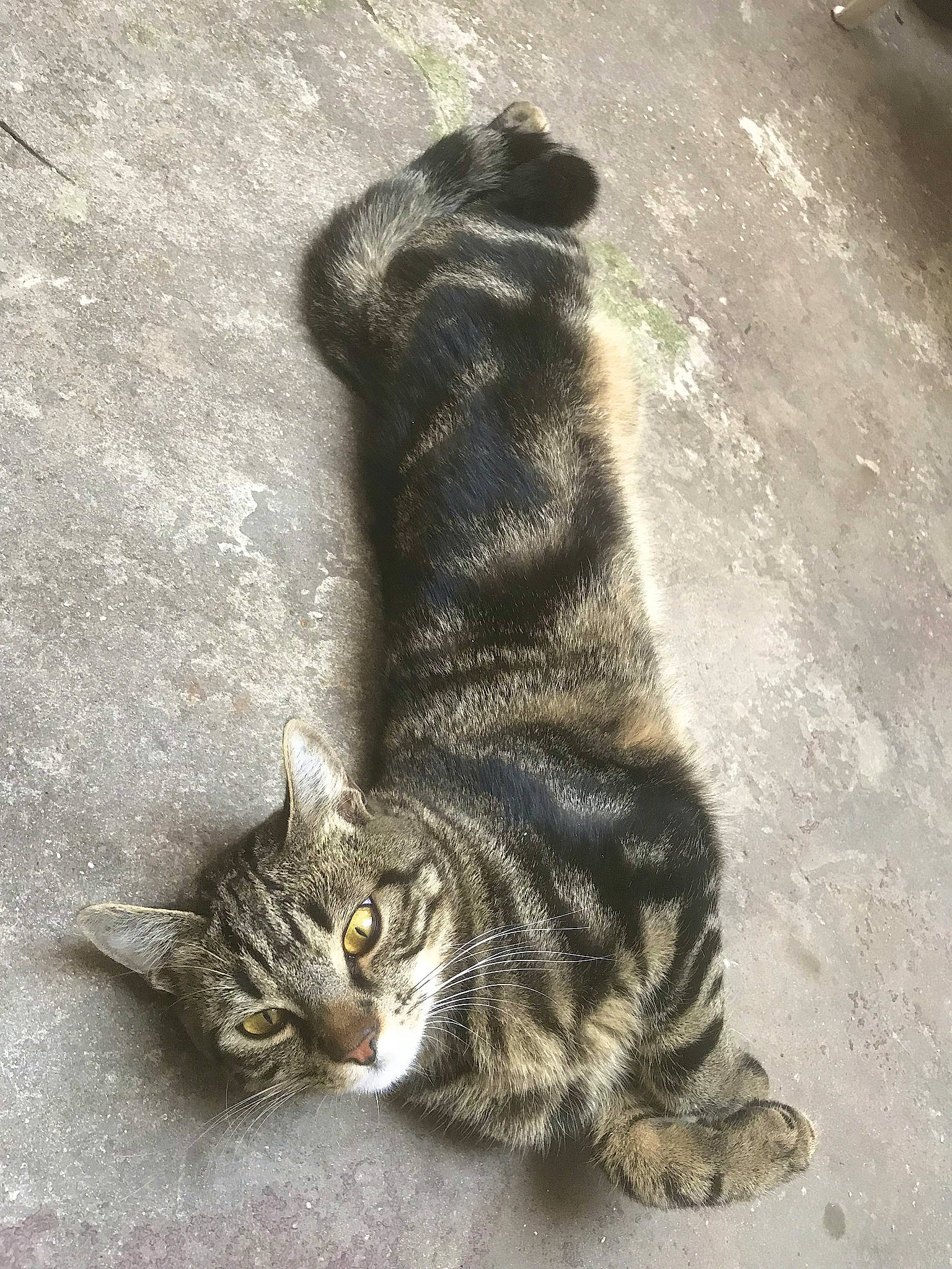 Haku a rejoint le concours — aidez-le/la à gagner de superbes lots ! asphalt, carnivore, cat, claw, domestic_short_haired_cat, eye, felidae, foot, fur, grey, paw, road_surface, sand, sitting, small_to_medium_sized_cats, snout, tail, terrestrial_animal, whiskers, wildlife