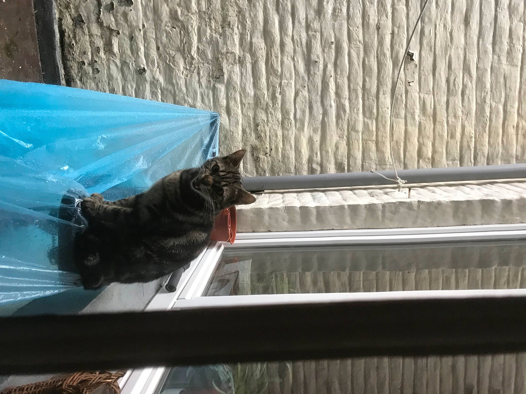 Haku a rejoint le concours — aidez-le/la à gagner de superbes lots ! automotive_window_part, black_cat, carnivore, cat, domestic_short_haired_cat, felidae, fur, glass, reflection, shadow, small_to_medium_sized_cats, sporting_group, tail, tints_and_shades, water, whiskers, window, windshield, winter, wood