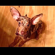 Coco is registered to the contest to win money with this photo: dog, small_dog, ears, brown, spotted, pet, animal, looking_up, floor, wooden_floor, indoor, cute, companion, canine, sitting, curious, domestic_animal, fur, collar, friendly