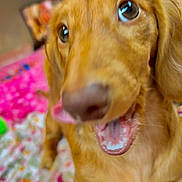 Lottie is registered to the contest to win money with this photo: dog, pet, tongue_out, close_up, blurred, golden_brown, animal, indoor, blanket, floral_pattern, pink, cute, fur, canine, mammal, playing, expression, lying_down, mouth, nose