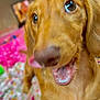 dog, pet, tongue_out, close_up, blurred, golden_brown, animal, indoor, blanket, floral_pattern, pink, cute, fur, canine, mammal, playing, expression, lying_down, mouth, nose