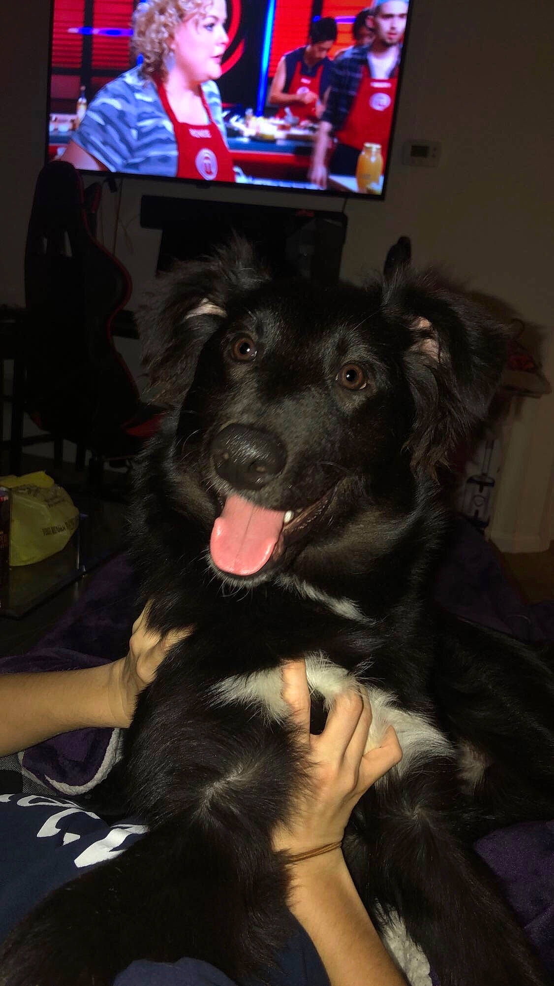 Dexter is registered to the contest to win money with this photo: bohemian_shepherd, canidae, carnivore, companion_dog, dog, dog_breed, hovawart, mammal, snout, sporting_group