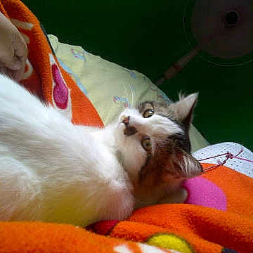 Aming is registered to the contest to win money with this photo: