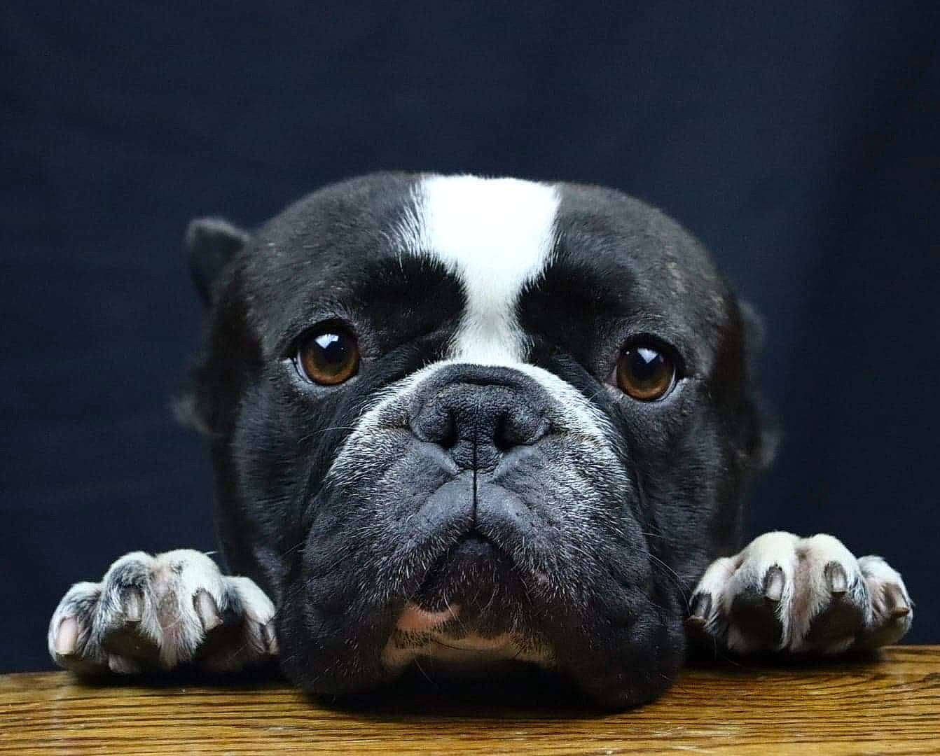 Pepsy participe au concours pour gagner de l'argent avec cette photo : bored, boston_terrier, bulldog, canidae, carnivore, companion_dog, dog, dog_breed, ear, eye, fawn, french_bulldog, pug, snout, sporting_group, terrestrial_animal, toy_dog, whiskers, working_animal, wrinkle