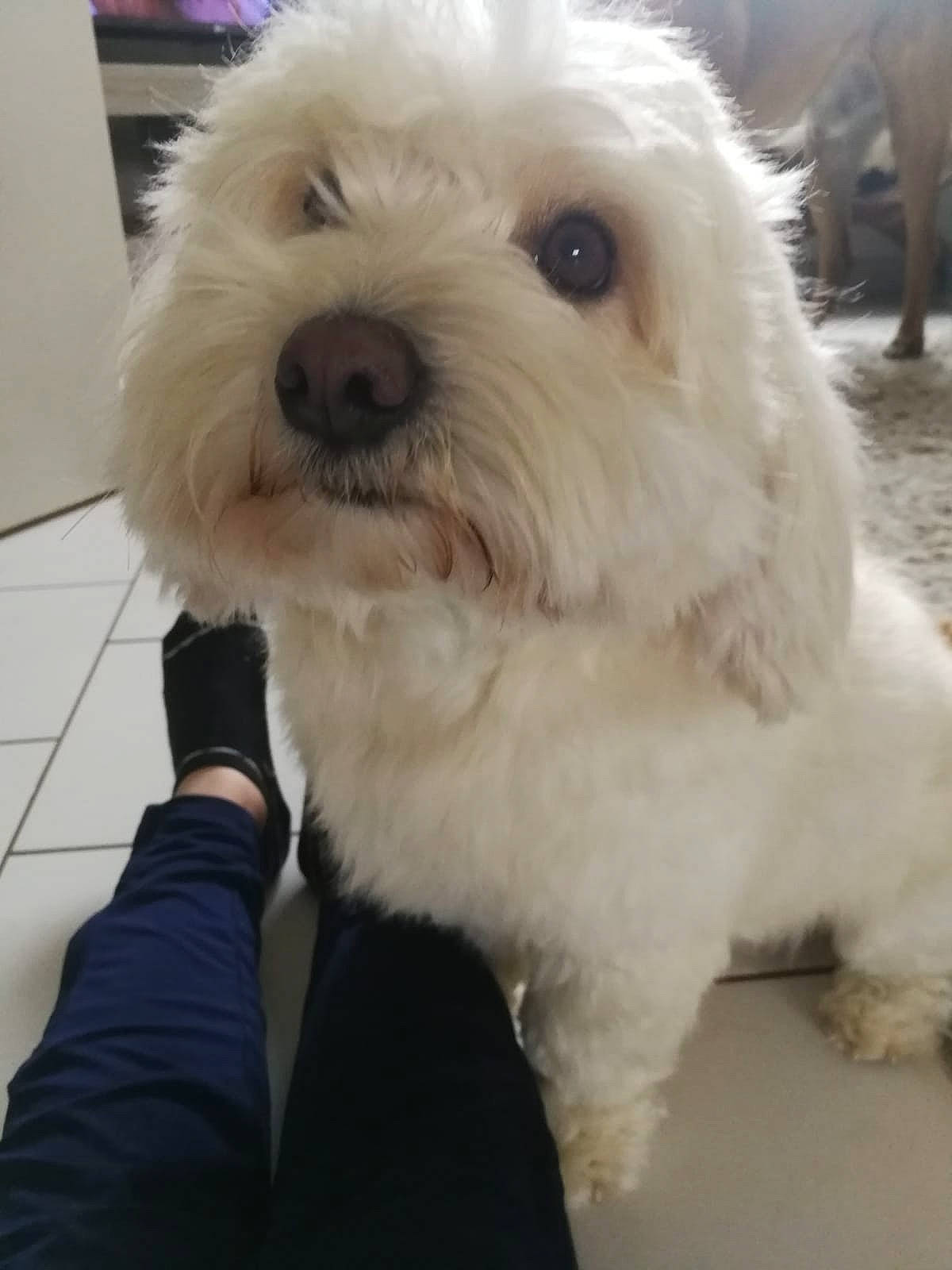 Muffin a rejoint le concours — aidez-le/la à gagner de superbes lots ! carnivore, collar, companion_dog, dog, dog_breed, fur, labradoodle, non_sporting_group, shih_poo, small_terrier, sporting_group, terrier, toy_dog, working_animal, yorkipoo