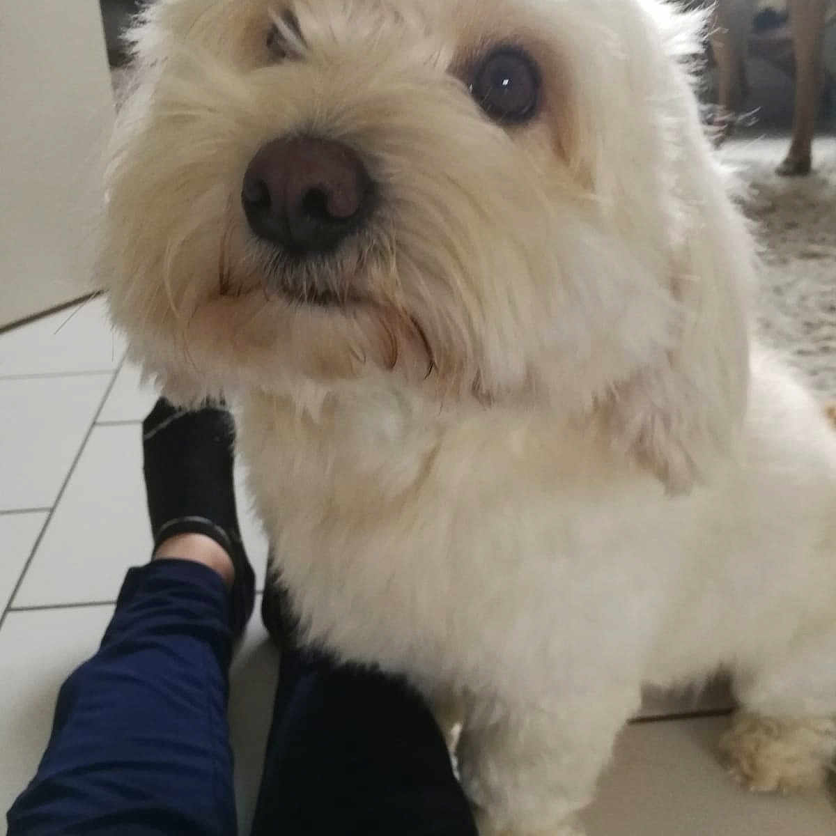 Muffin