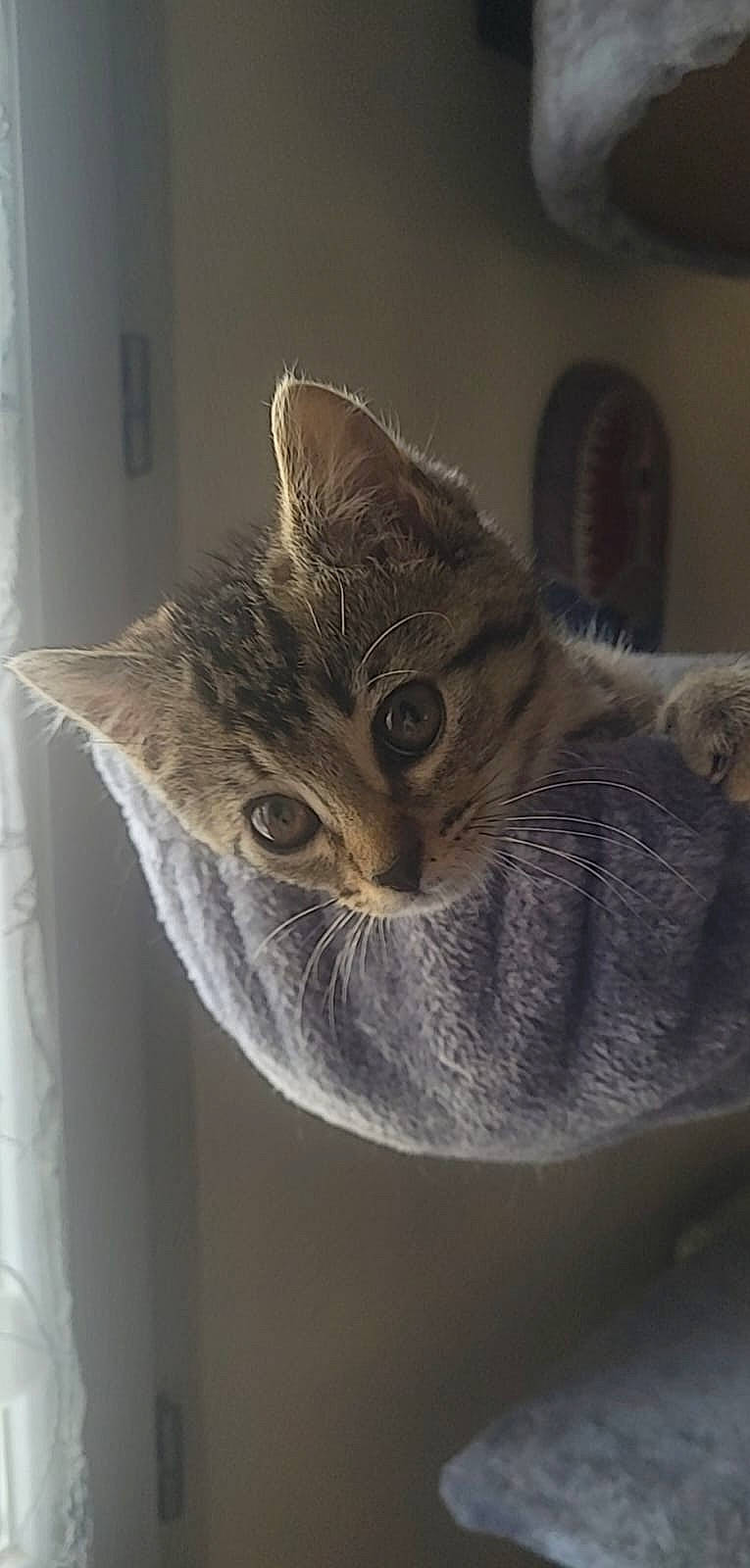 Tina a rejoint le concours — aidez-le/la à gagner de superbes lots ! carnivore, cat, domestic_short_haired_cat, door, felidae, fur, grey, plant, small_to_medium_sized_cats, snout, tail, tree, twig, whiskers, window, wood