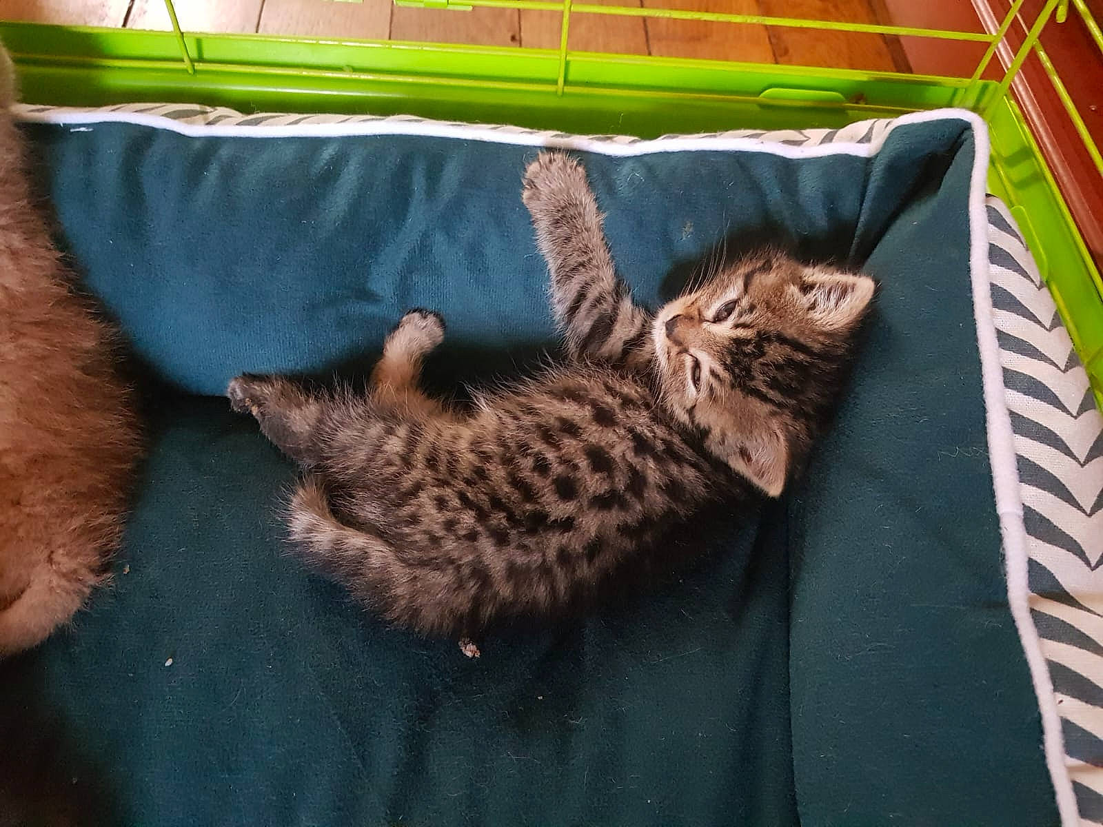 Tina a rejoint le concours — aidez-le/la à gagner de superbes lots ! bag, bed, bedding, carnivore, cat, cat_bed, comfort, couch, domestic_short_haired_cat, felidae, fur, knitting, linens, mammal, nap, pattern, small_to_medium_sized_cats, tail, vertebrate, whiskers