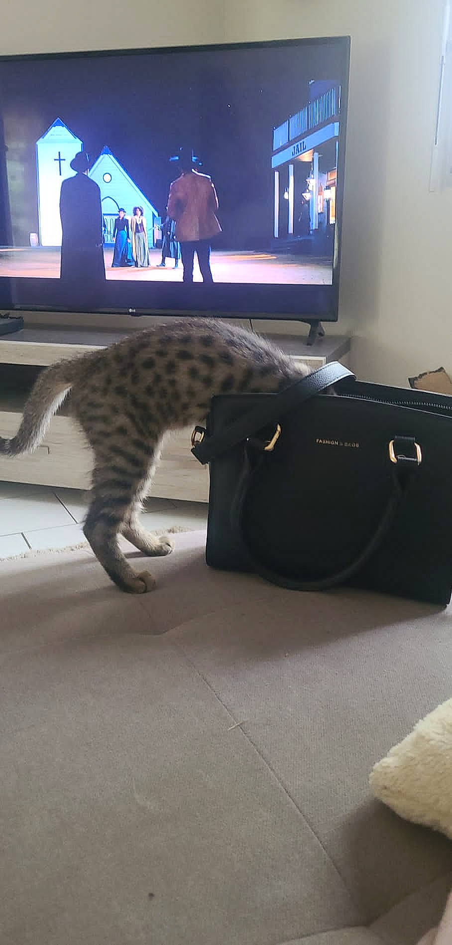 Tina participe au concours pour gagner de l'argent avec cette photo : automotive_design, blue, carnivore, cat, comfort, computer, display_device, electronic_device, felidae, flooring, fur, gadget, interior_design, led_backlit_lcd_display, output_device, small_to_medium_sized_cats, table, tail, technology, whiskers