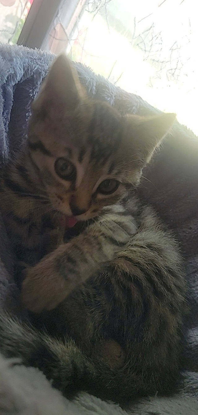 Tina participe au concours pour gagner de l'argent avec cette photo : carnivore, cat, comfort, domestic_short_haired_cat, felidae, fur, grass, grey, paw, plant, sky, small_to_medium_sized_cats, snout, tail, tree, whiskers, wildlife, wood