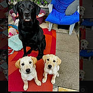 Murphy And Friends joined the competition — help win amazing prizes! black_dog, yellow_lab, puppies, dog, pets, outdoor, mat, chair, blue_chair, concrete, garden, flowers, colorful, animals, cute, pets_sitting, floor, domestic, three_dogs, canine
