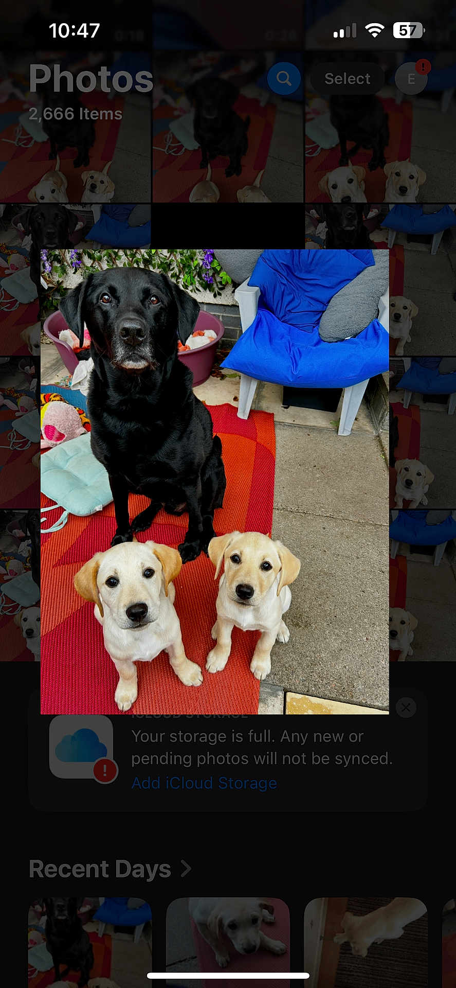 Murphy And Friends joined the competition — help win amazing prizes! black_dog, yellow_lab, puppies, dog, pets, outdoor, mat, chair, blue_chair, concrete, garden, flowers, colorful, animals, cute, pets_sitting, floor, domestic, three_dogs, canine