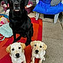 Murphy And Friends is registered to the contest to win money with this photo: dog, labrador, black_dog, yellow_dog, puppy, outdoor, pet, animal, cute, sitting, mat, chair, dog_bed, toy, fur, looking, face, paw, garden, concrete