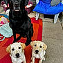 Murphy And Friends joined the competition — help win amazing prizes! dog, puppy, black_dog, yellow_puppy, outdoor, rug, chair, toy, pet_bed, curious, sitting, three_dogs, animal, canine, cute, young_dog, domestic_animal, playful, garden, floor