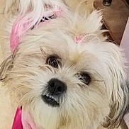 Mariska is registered to the contest to win money with this photo: black_nose, brown_eyes, close_up, companion, cute, dog, floor, fluffy, fur_texture, hair_bow, indoor, long_hair, looking_up, mobile_screenshot, pet, pink_outfit, portrait, small_dog, ui_icons, white_fur