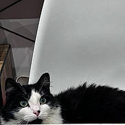 Rio participe au concours pour gagner de l'argent avec cette photo : cat, black_and_white, fluffy, green_eyes, pet, indoor, chair, furniture, relaxed, animal, whiskers, cute, domestic_cat, portrait, face, pink_nose, fur, resting, calm, closeup