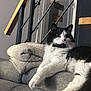 Rio participe au concours pour gagner de l'argent avec cette photo : cat, black_and_white, fluffy, couch, blanket, indoor, furniture, staircase, railing, door, relaxed, pet, animal, fur, whiskers, pink_nose, paw, curious, house, cozy