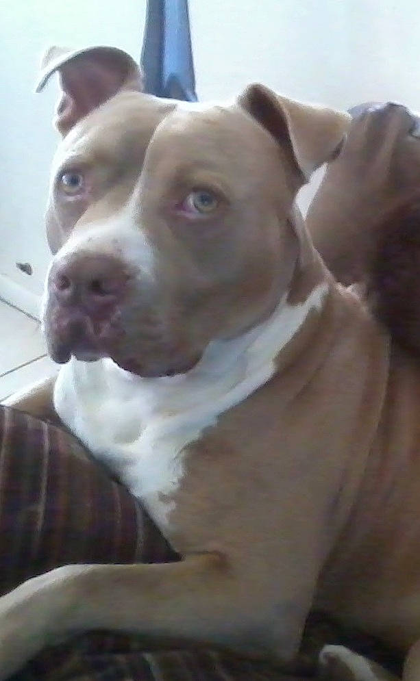 Brutis is registered to the contest to win money with this photo: ancient_dog_breeds, canidae, carnivore, collar, companion_dog, dog, dog_breed, dog_collar, ear, fawn, liver, molosser, non_sporting_group, pit_bull, snout, sporting_group, tartan, whiskers, working_animal, working_dog