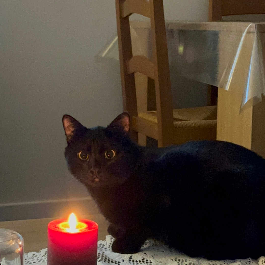 Nibi a rejoint le concours — aidez-le/la à gagner de superbes lots ! black_cat, candle, cat, chair, cozy, curious, domestic_animal, feline, flickering_flame, furniture, glowing, home, indoor, lace_tablecloth, night, pet, remote_control, table, wood, wooden_chair