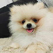 Soka a rejoint le concours — aidez-le/la à gagner de superbes lots ! dog, puppy, pomeranian, fluffy, cute, tongue_out, pet, animal, lying_down, fur, close_up, adorable, smiling, indoor, mammal, young, friendly, small_dog, soft_texture, happy