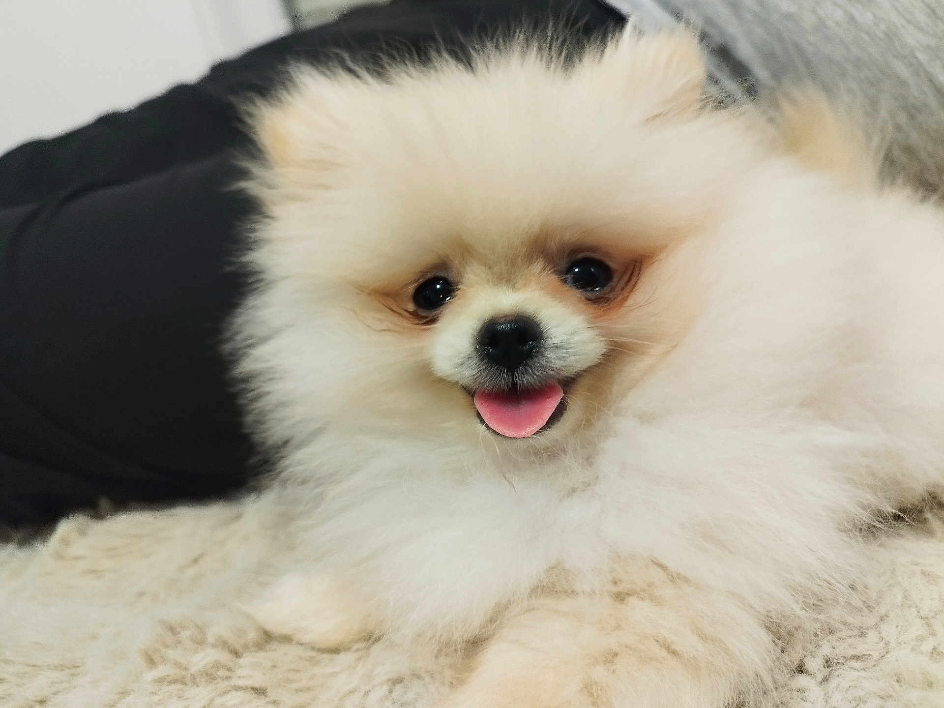 Soka a rejoint le concours — aidez-le/la à gagner de superbes lots ! dog, puppy, pomeranian, fluffy, cute, tongue_out, pet, animal, lying_down, fur, close_up, adorable, smiling, indoor, mammal, young, friendly, small_dog, soft_texture, happy