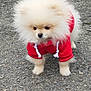 Soka a rejoint le concours — aidez-le/la à gagner de superbes lots ! adorable, animal, canine, companion, cute, dog, fluffy, fur, gravel, leash, mammal, outdoor, pet, pet_clothing, pomeranian, puppy, red_hoodie, small, walking, young