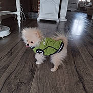 Soka participe au concours pour gagner de l'argent avec cette photo : animal, cozy, cute, decor, dog, flooring, fluffy, furniture, green_jacket, home, indoor, living_room, pet, playful, puppy, small_dog, tongue_out, vintage_style, white_furniture, wooden_floor