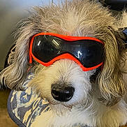 Meredith Grey joined the competition — help win amazing prizes! accessory, animal, car, car_door, close_up, cushion, cute, dog, ears, fluffy, fur, goggles, indoors, muzzle, nose, orange_goggles, patterned_cushion, pet, sitting, white_fur